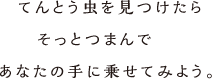 てんとう虫を見つけたらそっとつまんであなたの手に乗せてみよう。